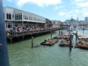 Crowds watching the sea lions at Pier 39